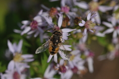 Eristalis arbustorum
