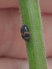 Attagenus fasciatus