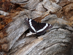 Limenitis weidemeyerii