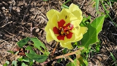 Cienfuegosia drummondii