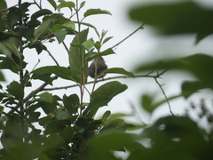 Muscicapa dauurica