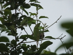 Muscicapa dauurica