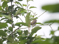 Muscicapa dauurica