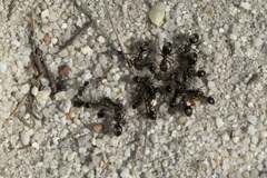 Anoplolepis steingroeveri