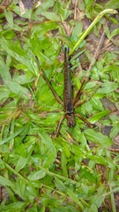 Monocerophora longispina