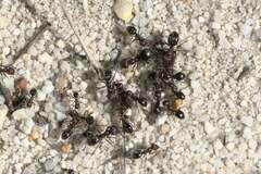 Anoplolepis steingroeveri