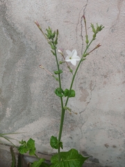 Nicotiana repanda