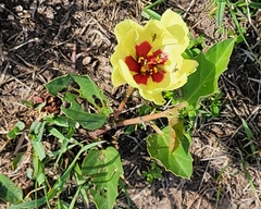 Cienfuegosia drummondii