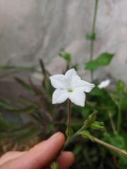 Nicotiana repanda