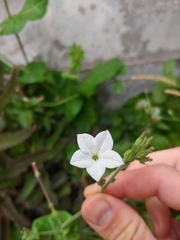 Nicotiana repanda