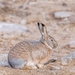 Woolly Hare - Photo (c) choldangasha, some rights reserved (CC BY-NC), uploaded by choldangasha