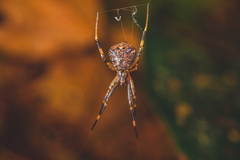 Episinus