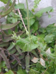 Nicotiana repanda