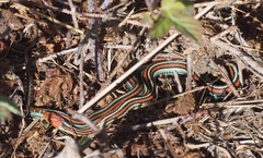 Thamnophis sirtalis tetrataenia