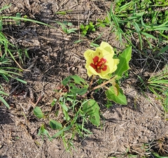 Cienfuegosia drummondii
