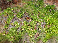 Carpobrotus edulis edulis