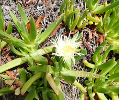 Carpobrotus edulis edulis