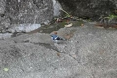 Enicurus schistaceus