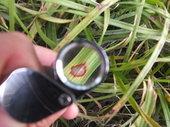 Colletotrichum liriopes