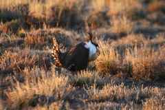 Centrocercus minimus