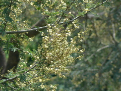 Vachellia leucophloea