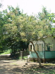 Vachellia leucophloea