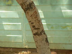 Vachellia leucophloea