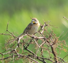 Schoeniophylax phryganophilus