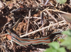 Thamnophis sirtalis tetrataenia