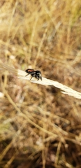 Phidippus johnsoni
