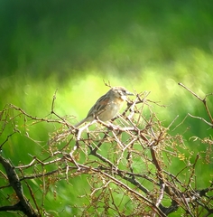 Schoeniophylax phryganophilus