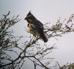 Gubernatrix cristata