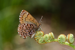 Callophrys eryphon