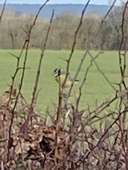 Cyanistes caeruleus