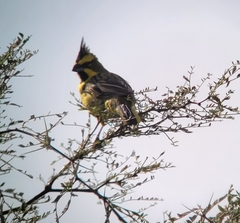 Gubernatrix cristata