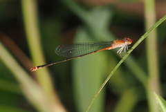 Pseudagrion pilidorsum