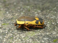 Pachnodella impressa