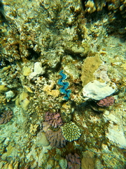 Tridacna maxima