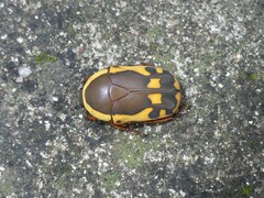 Pachnodella impressa