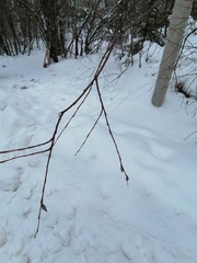 Salix acutifolia