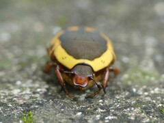 Pachnodella impressa