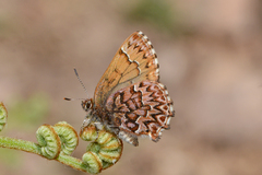 Callophrys eryphon