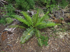 Parablechnum cordatum