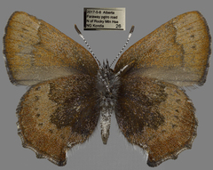 Callophrys augustinus