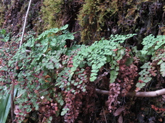 Adiantum chilense