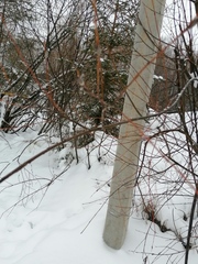Salix acutifolia