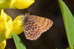 Callophrys eryphon