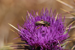 Halictus scabiosae