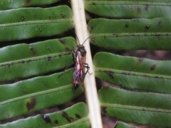Elaphroptera