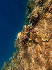 Acanthurus sohal